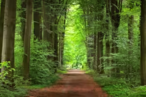 elmoutahida united puzzles- Forest Path
