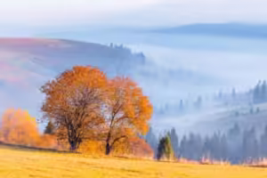 elmoutahida united puzzles- Solitary Spruce in the Wild