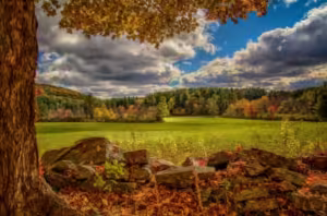 elmoutahida united puzzles- Summers Tranquil Meadow