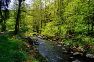 elmoutahida united puzzles- Serene Stream in Lush Forest