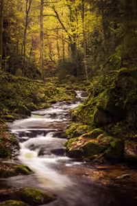 elmoutahida united puzzles- Autumn Stream in the Black Forest